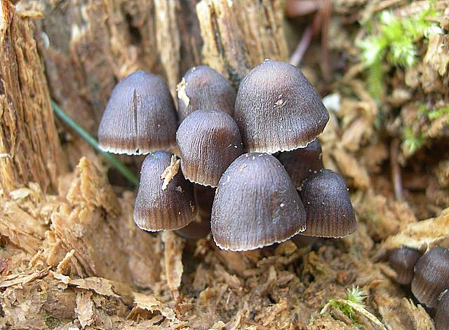 Le prime specie primaverili